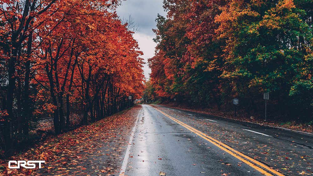 251015 Foliage blog cover image